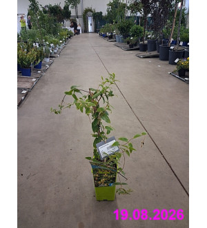 Lonicera acuminata RP 1,6 L